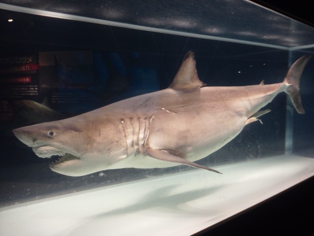 �܂邶��@�܂邶��@����܂���