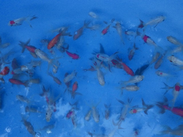 �܂邶��@�܂邶��@����܂���