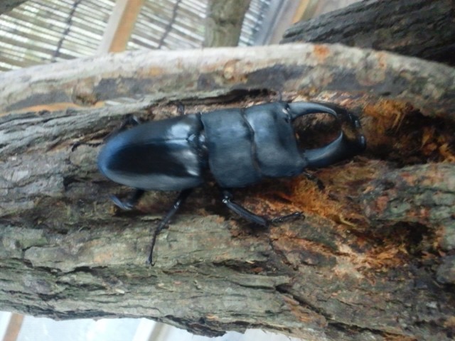 �܂邶��@�܂邶��@����܂���