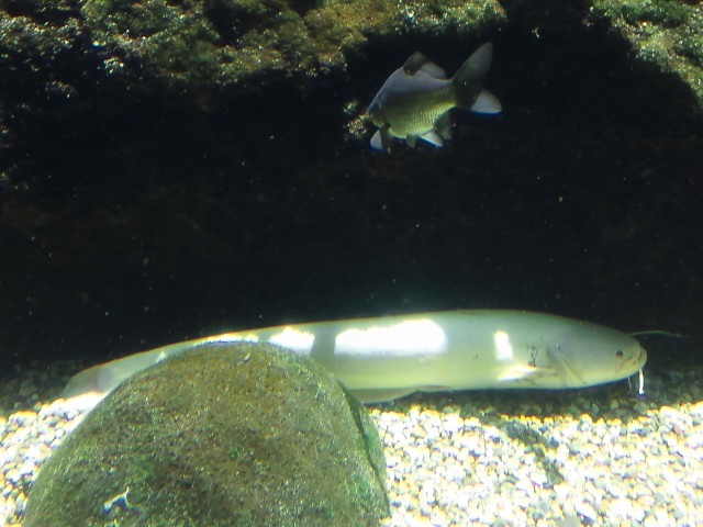 �܂邶��@�܂邶��@����܂���