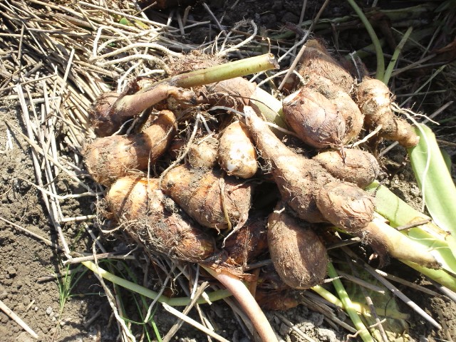 �܂邶��@�܂邶��@����܂���