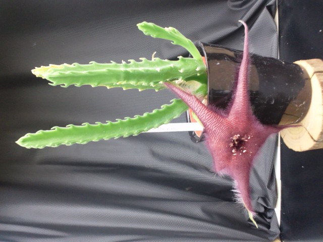 �܂邶��@�܂邶��@����܂���