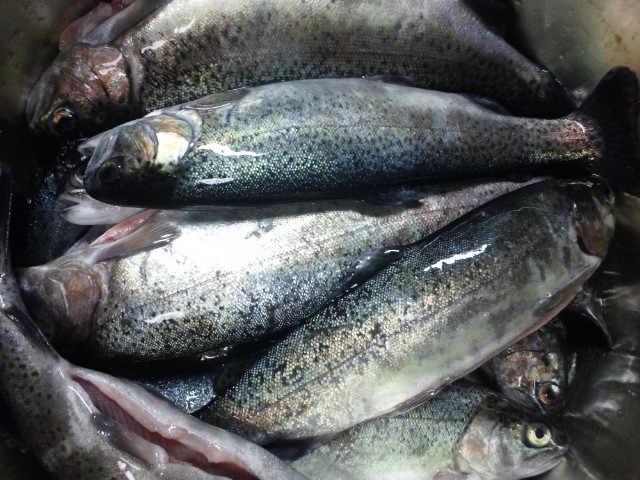 �܂邶��@�܂邶��@����܂���