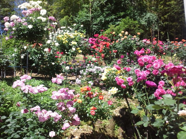 �܂邶��@�܂邶��@����܂���