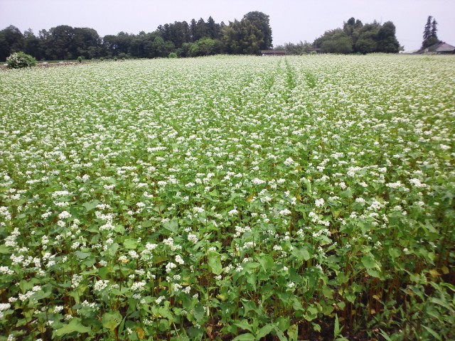 �܂邶��@�܂邶��@����܂���