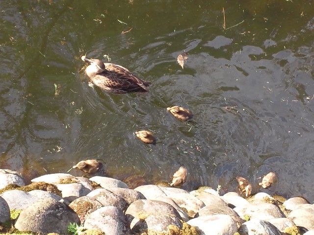 �܂邶��@�܂邶��@����܂���