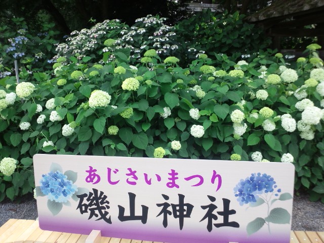 �܂邶��@�܂邶��@����܂���