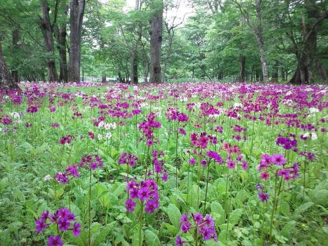 �܂邶��@�܂邶��@����܂���