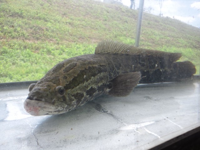 �܂邶��@�܂邶��@����܂���