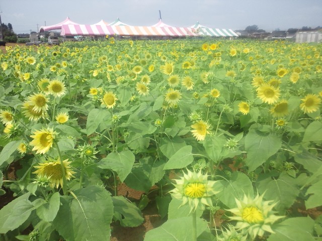 �܂邶��@�܂邶��@����܂���