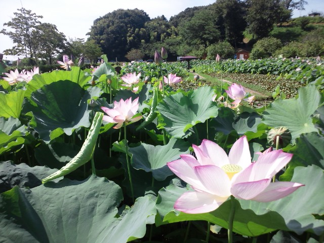 �܂邶��@�܂邶��@����܂���