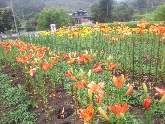 �܂邶��@�܂邶��@����܂���