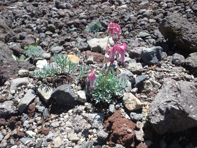 �܂邶��@�܂邶��@����܂���