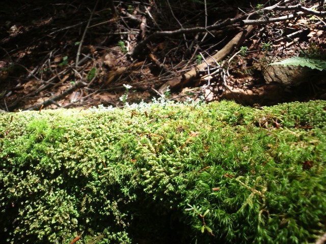 �܂邶��@�܂邶��@����܂���