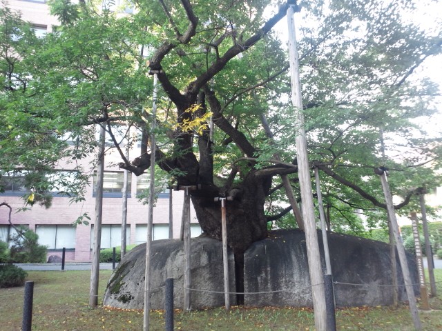 �܂邶��@�܂邶��@����܂���