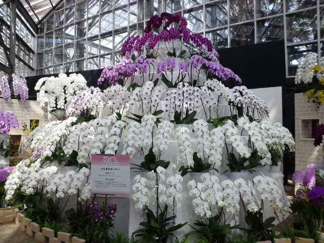 �܂邶��@�܂邶��@����܂���