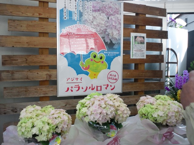 �܂邶��@�܂邶��@����܂���