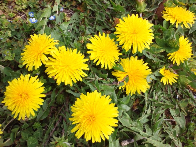 �܂邶��@�܂邶��@����܂���