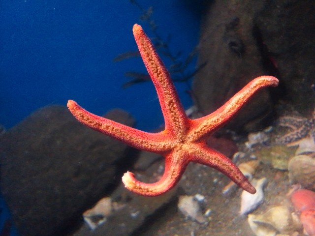 �܂邶��@�܂邶��@����܂���