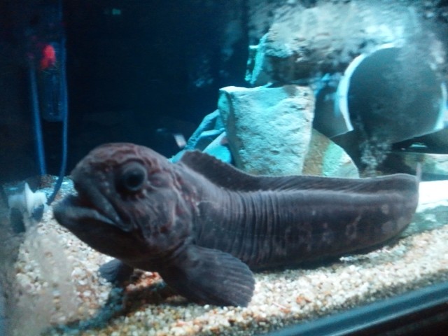 �܂邶��@�܂邶��@����܂���