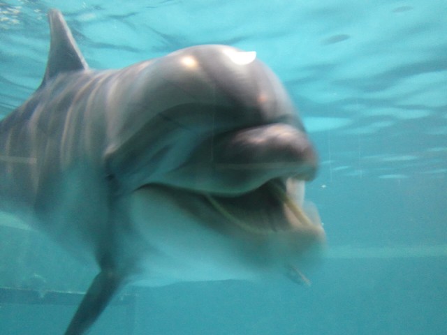 �܂邶��@�܂邶��@����܂���