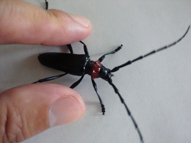 �܂邶��@�܂邶��@����܂���