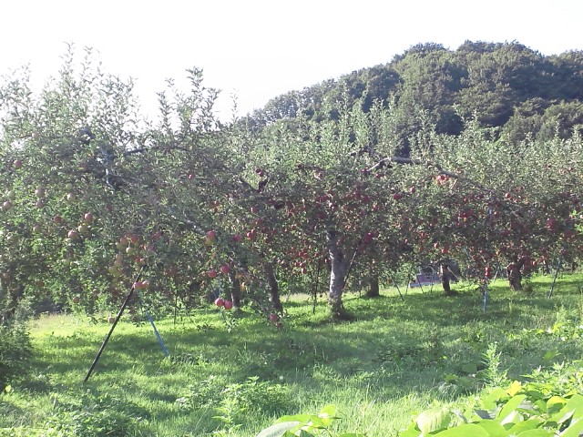 �܂邶��@�܂邶��@����܂���