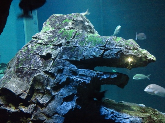 �܂邶��@�܂邶��@����܂���