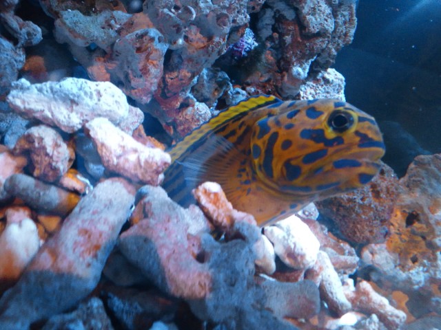 �܂邶��@�܂邶��@����܂���