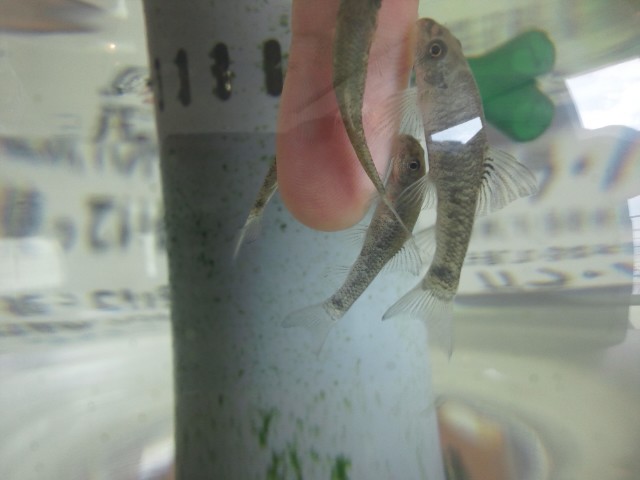 �܂邶��@�܂邶��@����܂���