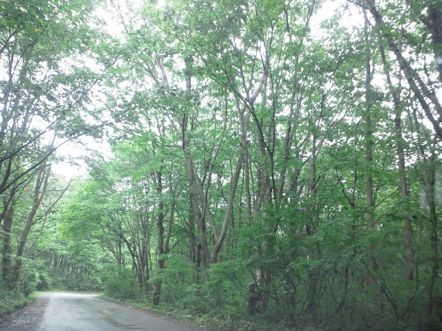 �܂邶��@�܂邶��@����܂���