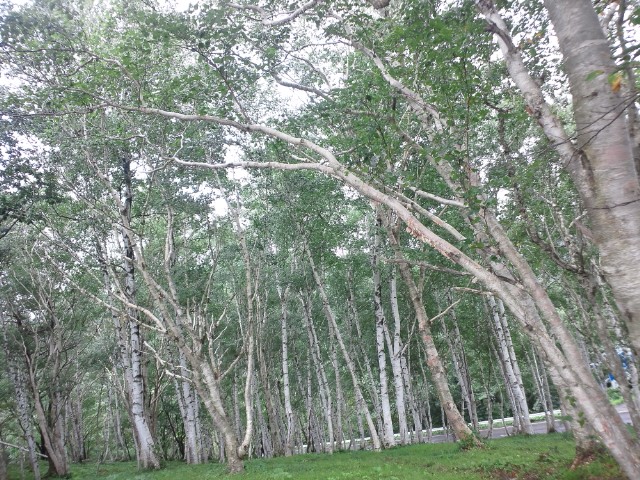 �܂邶��@�܂邶��@����܂���