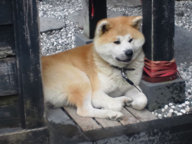 �܂邶��@�܂邶��@����܂���