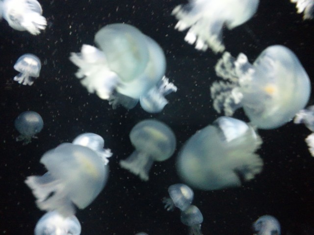 �܂邶��@�܂邶��@����܂���