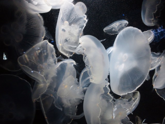 �܂邶��@�܂邶��@����܂���