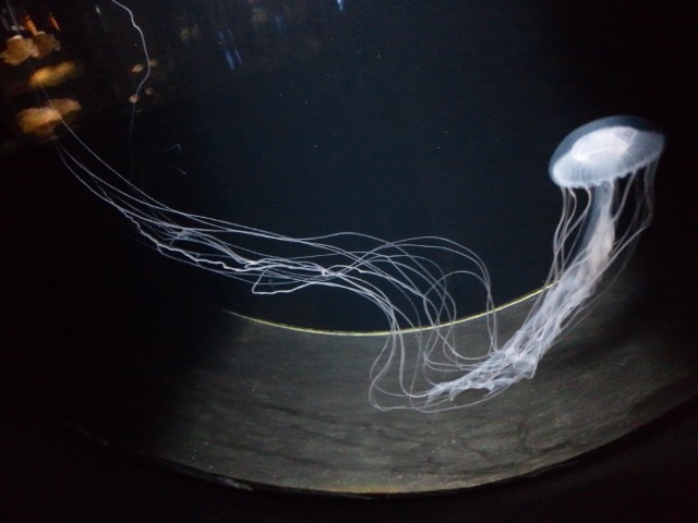 �܂邶��@�܂邶��@����܂���