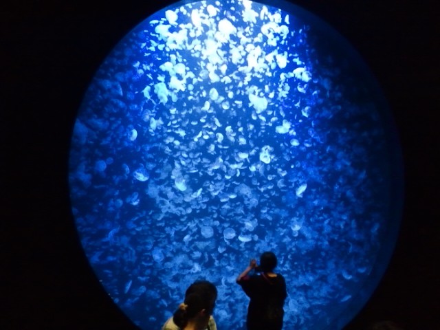 �܂邶��@�܂邶��@����܂���