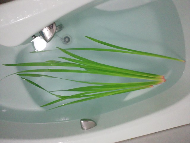 �܂邶��@�܂邶��@����܂���