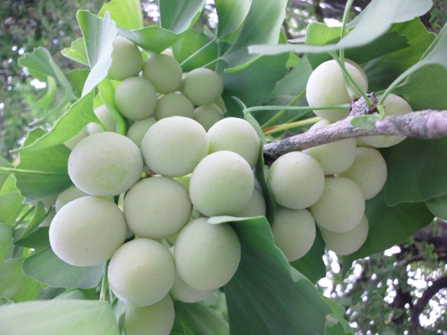 �܂邶��@�܂邶��@����܂���