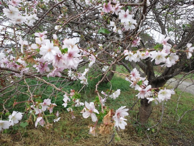 �܂邶��@�܂邶��@����܂���