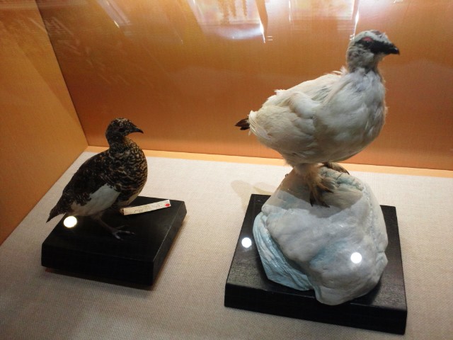 �܂邶��@�܂邶��@����܂���