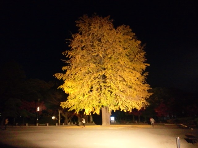 �܂邶��@�܂邶��@����܂���