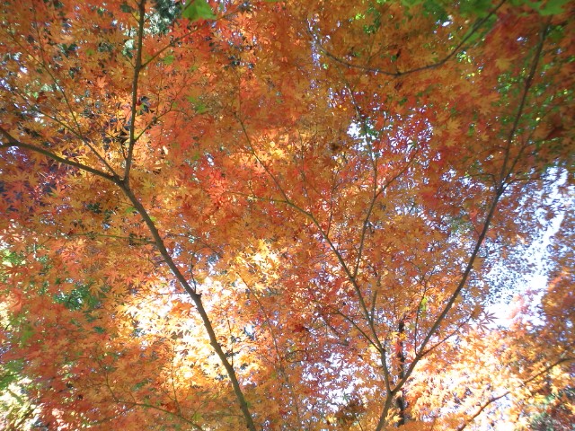 �܂邶��@�܂邶��@����܂���