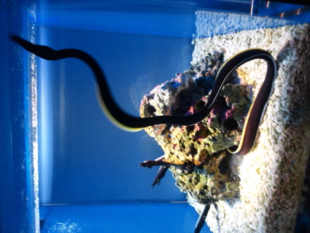 �܂邶��@�܂邶��@����܂���