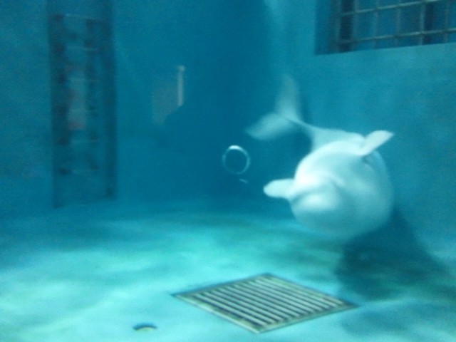 �܂邶��@�܂邶��@����܂���