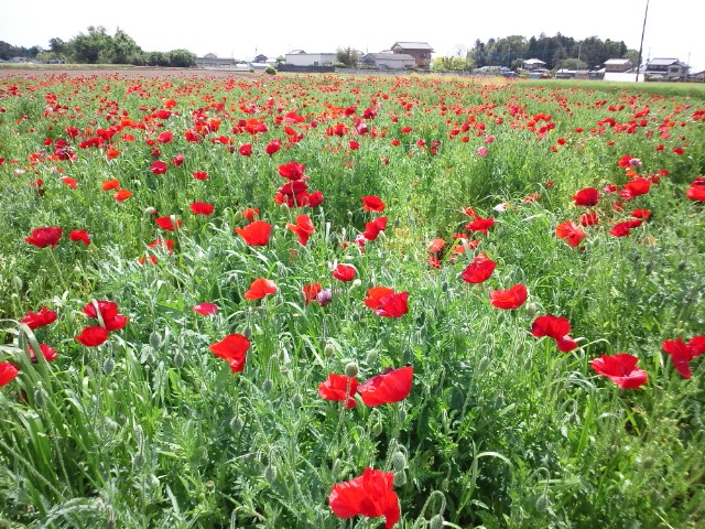 �܂邶��@�܂邶��@����܂���