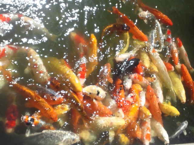 �܂邶��@�܂邶��@����܂���