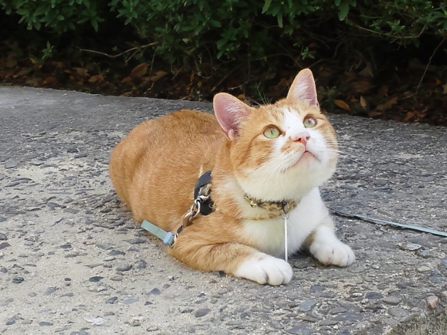 �܂邶��@�܂邶��@����܂���