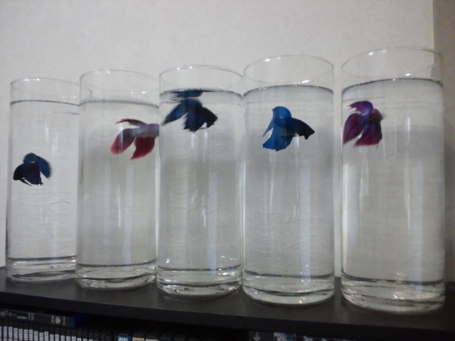 �܂邶��@�܂邶��@����܂���