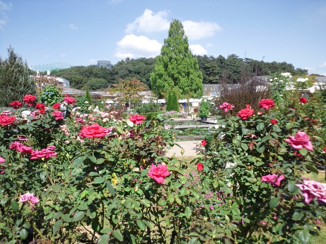 �܂邶��@�܂邶��@����܂���